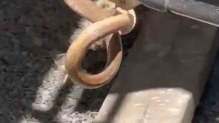 Eve giren yılan paniğe neden oldu