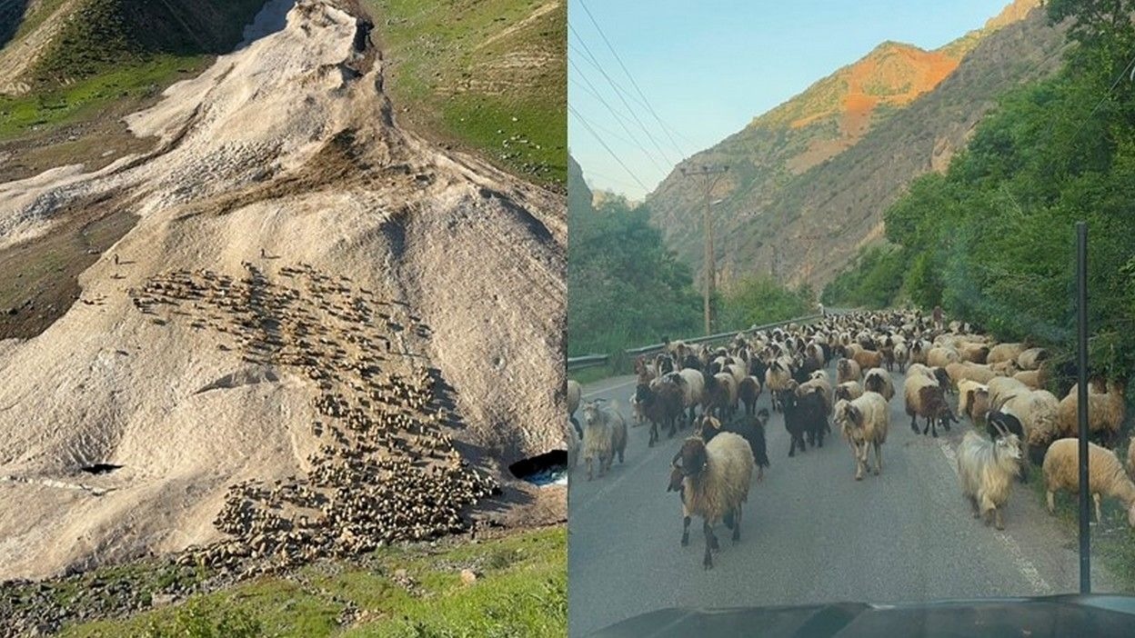 Hakkari’de yayla sezonu gecikmeli başladı