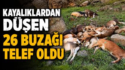 Kayalıklardan Düşen 26 Buzağı Telef Oldu