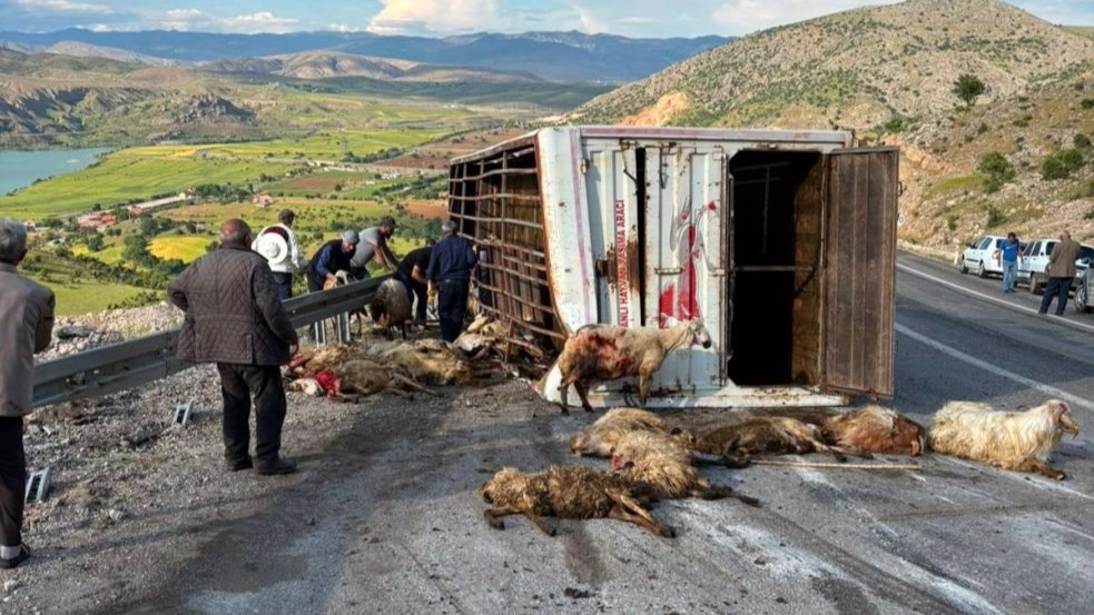 Koyunları taşıyan kamyon kaza yaptı, 15 koyun telef oldu
