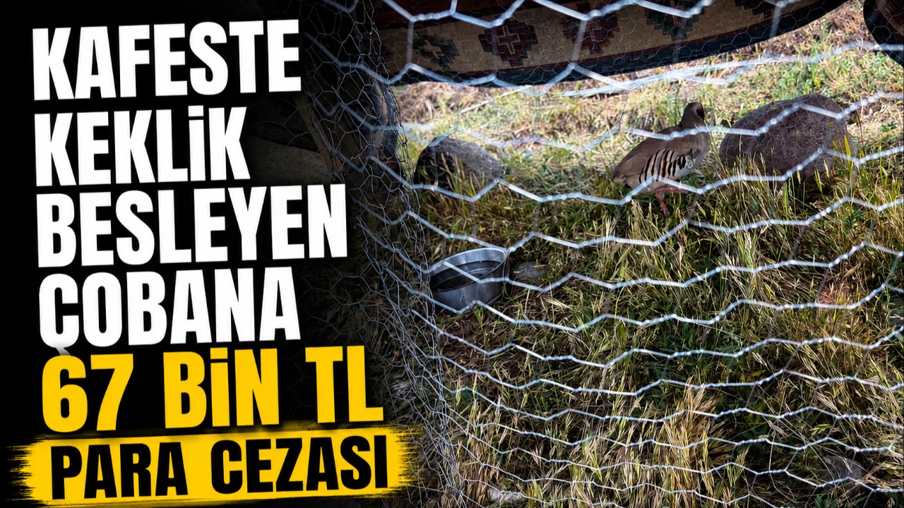 Malazgirt'te kafeste keklik besleyen çobana 67 bin TL para cezası verildi