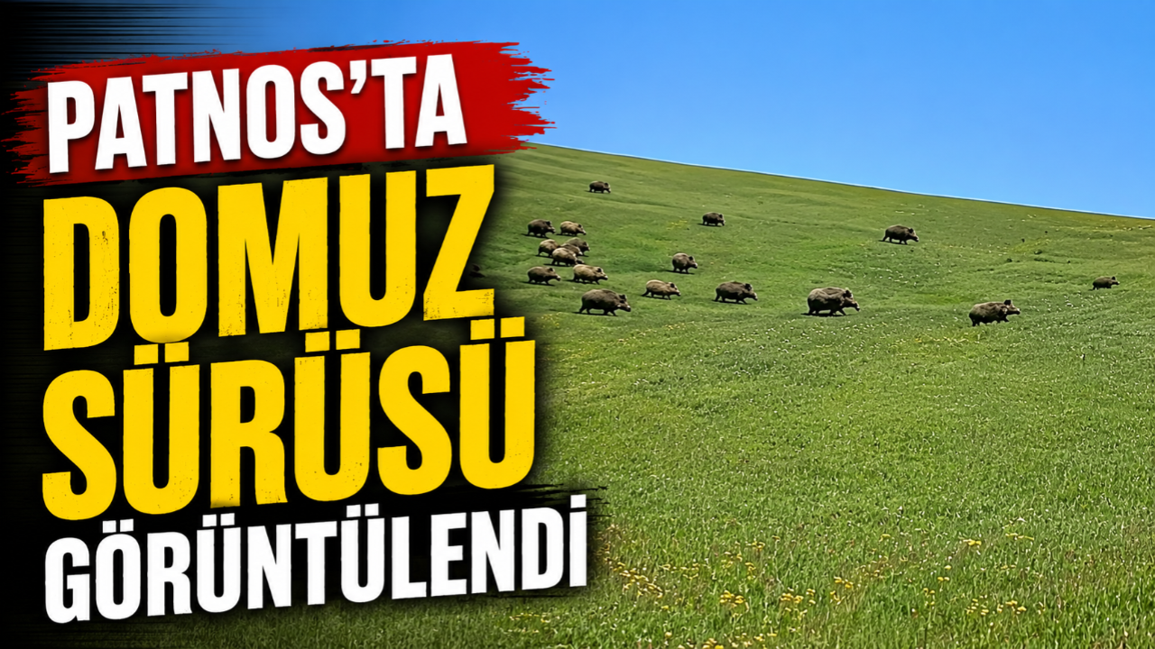 Patnos'ta Domuz Sürüsü Görüntülendi