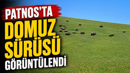 Patnos'ta Domuz Sürüsü Görüntülendi