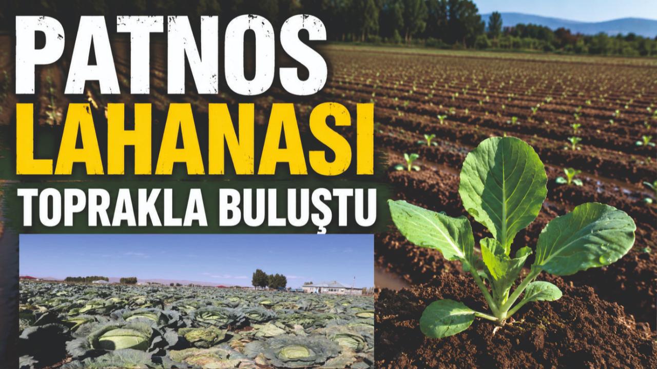 Patnos'ta Lahana Fideleri Toprakla Buluştu