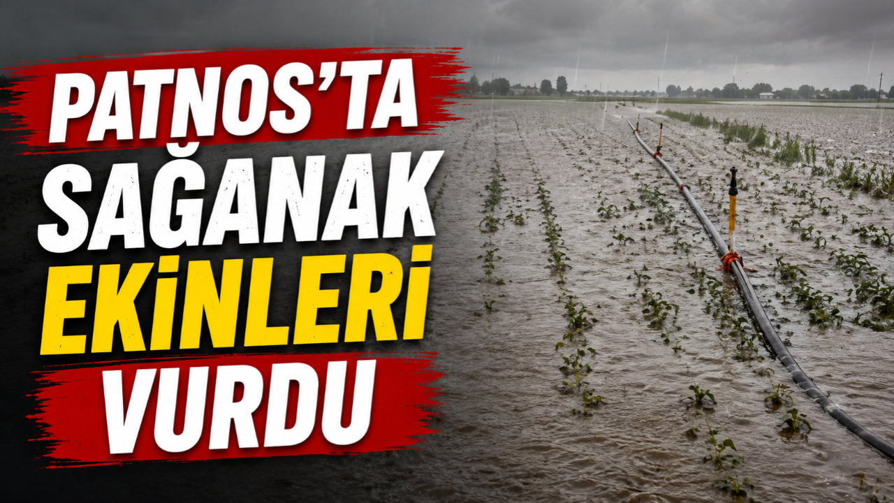 Patnos'ta Sağanak Yağış Ekinleri Vurdu: Şeker Pancarı Üreticisi Büyük Zararda
