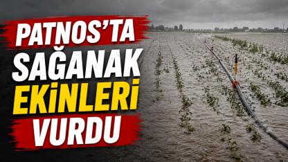 Patnos'ta Sağanak Yağış Ekinleri Vurdu: Şeker Pancarı Üreticisi Büyük Zararda