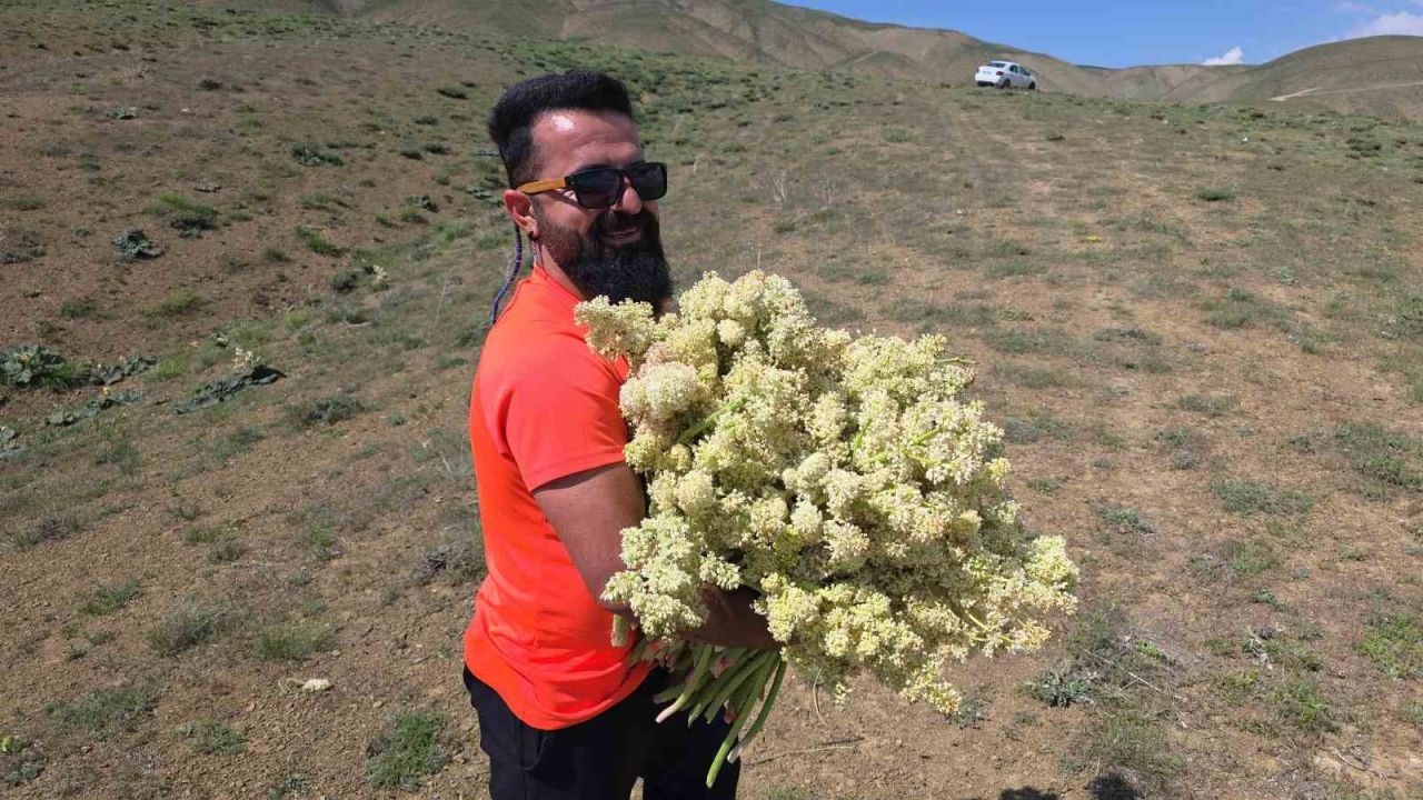 Van'da yayla muzunu vatandaş kendi topluyor