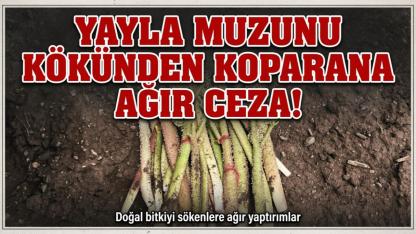Yayla Muzunu Kökünden Koparana Ağır Ceza!