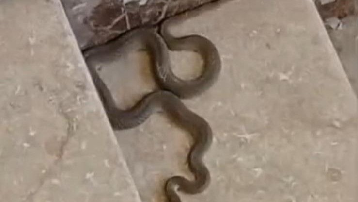 Yılan apartamana girdi, bina sakinleri korku dolu anlar yaşadı