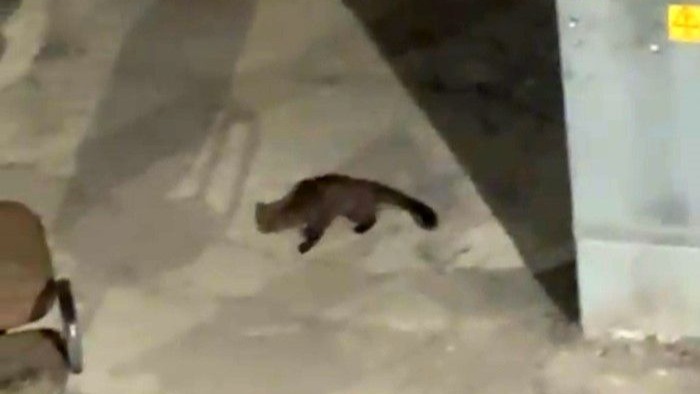 Yüksekova’da gece yarısı kameralara yakalandı: Görenler gözlerine inanamadı