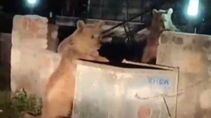 Kars’ta vatandaş ayılara türkü söyledi, o anlar sosyal medyayı salladı