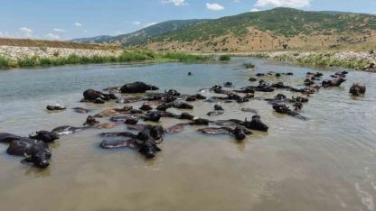 Mandalar Karasu Nehri'nde serinledi