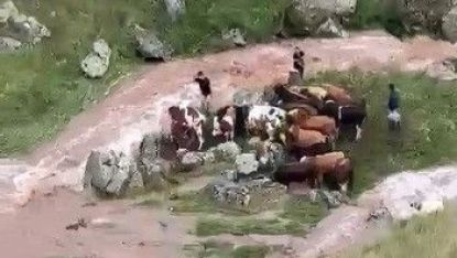 Sele kapılan 5 büyükbaş hayvan telef oldu