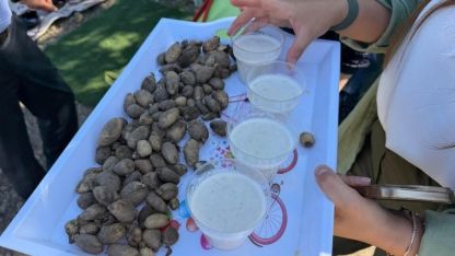 Yüksekova’da tarımda yeni dönem: Yoncalı köyünde ilk ticari salep hasadı yapıldı