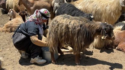 Hakkari Yüksekova’da berivanların zorlu mesaisi: Kavurucu güneş altında süt sağma dönemi bir aydır sürüyor