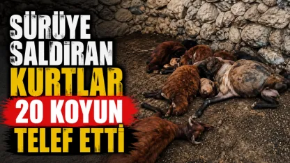 Malazgirt’te sürüye saldıran kurtlar 20 koyun telef etti