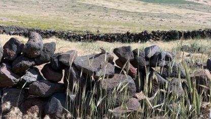 Iğdır’da yağışların ardından Kafkas Kelerleri ortaya çıktı