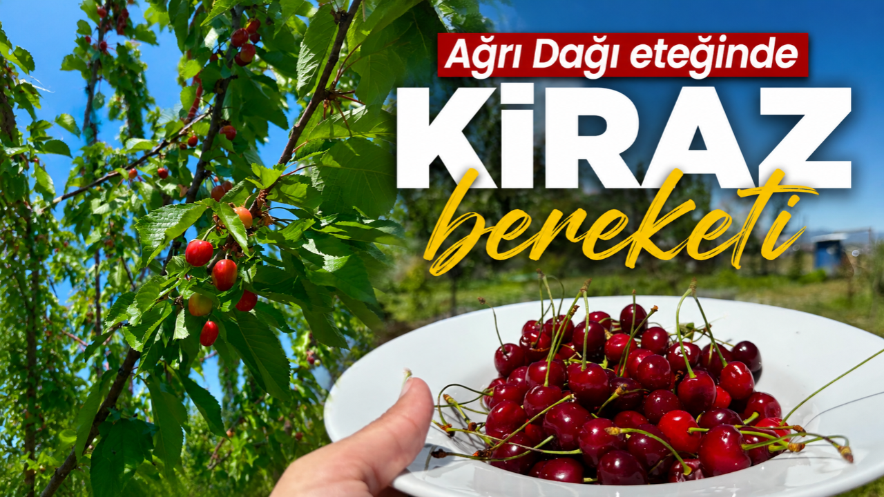 Ağrı Dağı eteğinde kiraz bereketi