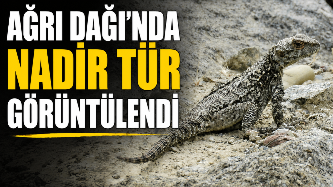 Ağrı Dağı Eteklerinde Nadir Tür Görüntülendi