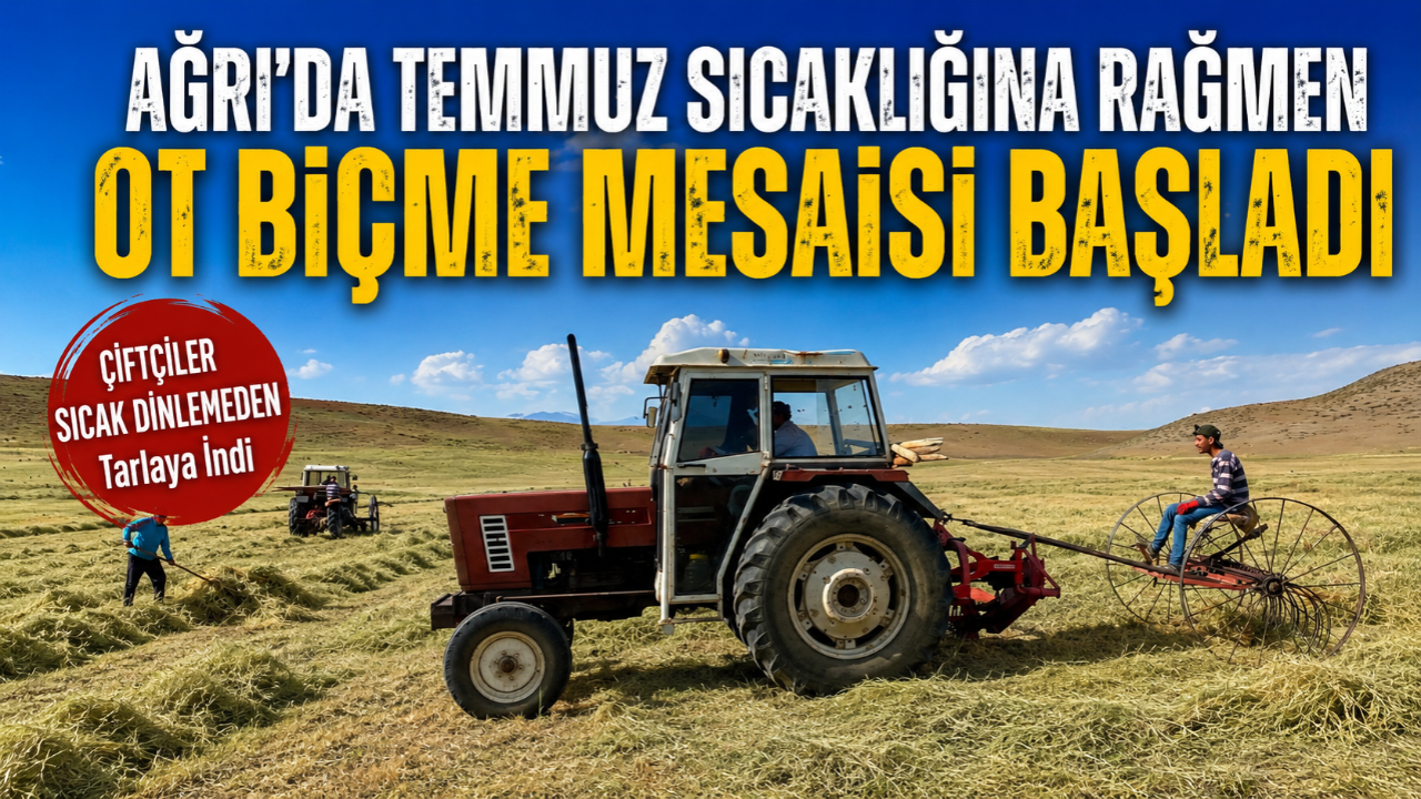 Ağrı’da Temmuz sıcağına rağmen ot biçme mesaisi başladı