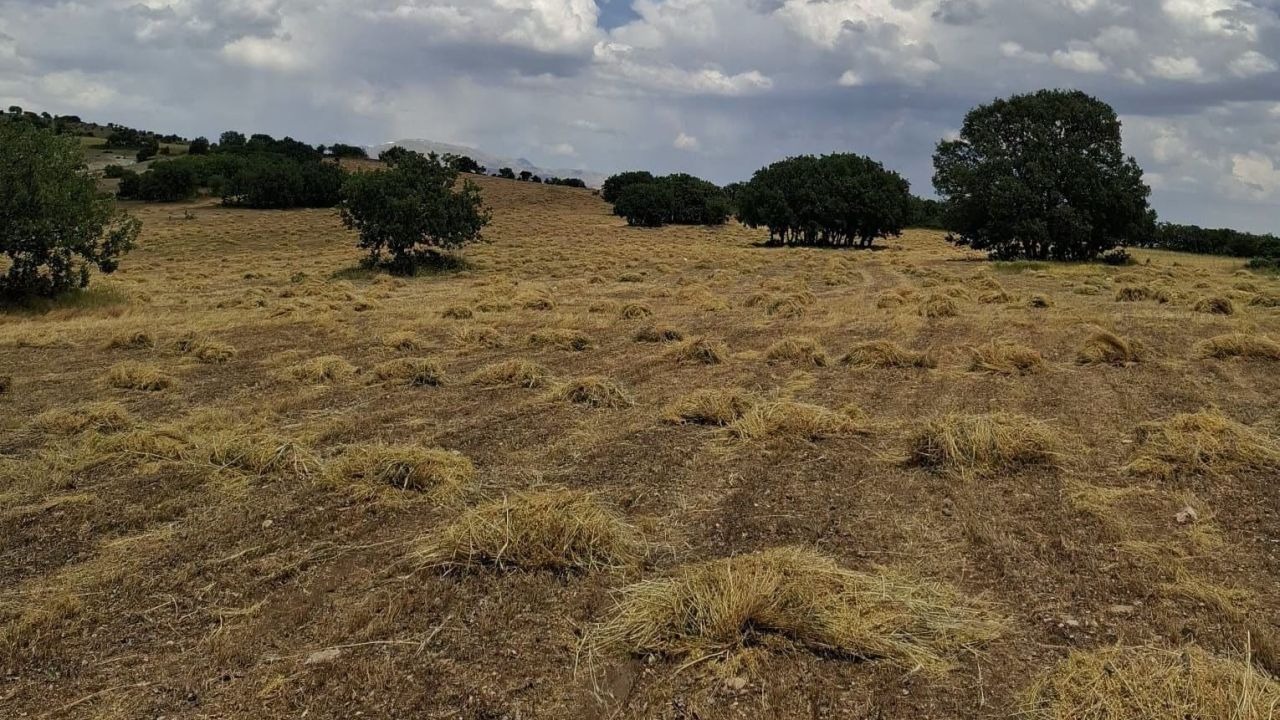 Erzincan'ın Kemaliye ilçesinde mercimek hasadı yapıldı