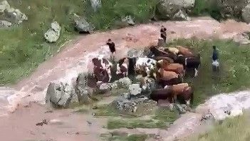 Sele kapılan 5 büyükbaş hayvan telef oldu