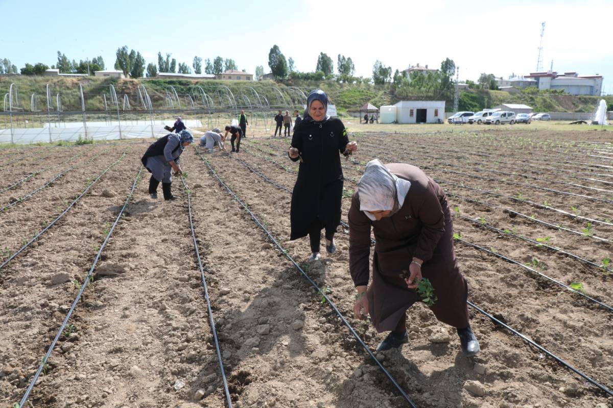 Erciş Belediyesi Destekli