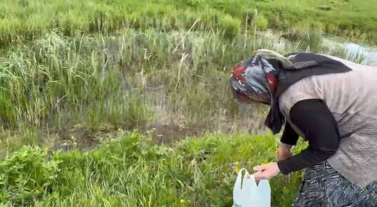 Ağrı’da şifalı otlar kış için toplanıyor