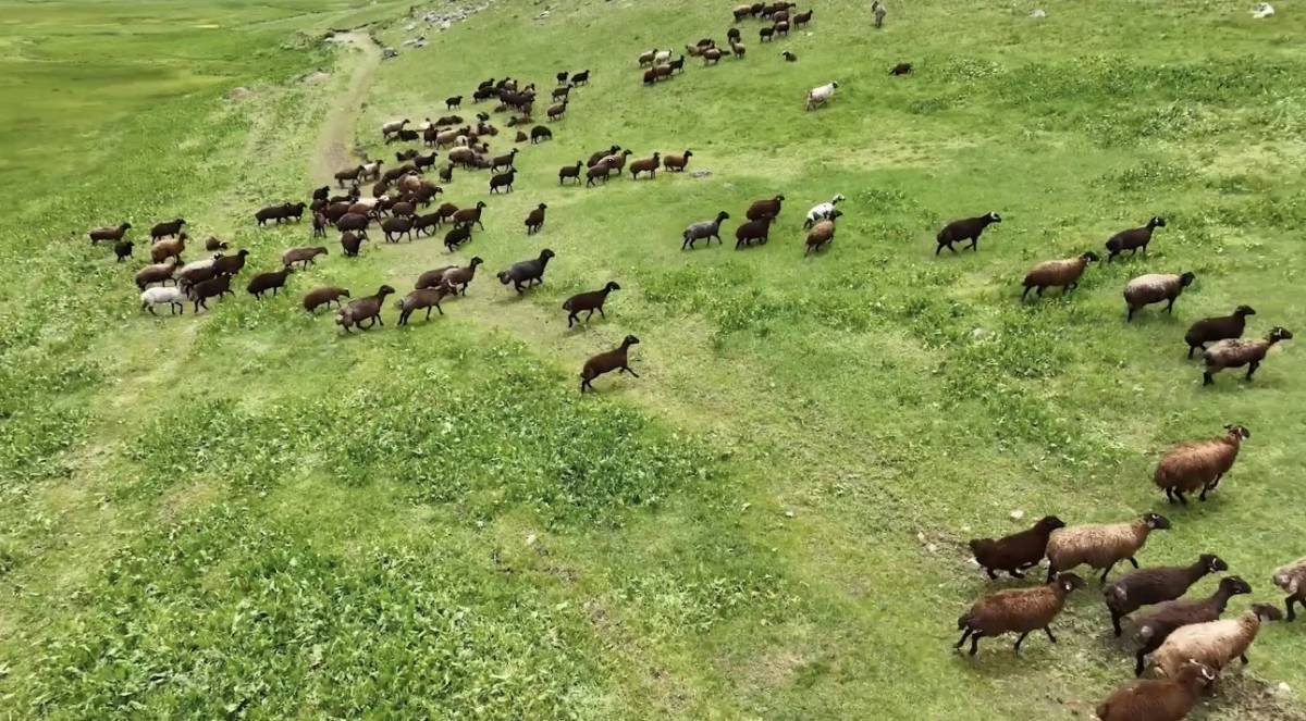 Ağrı’da yaylalar koyun sürüleriyle süslendi