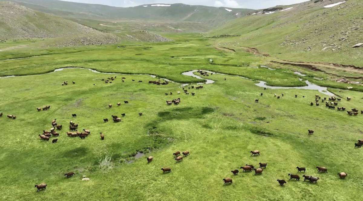Ağrı’da yaylalar koyun sürüleriyle süslendi