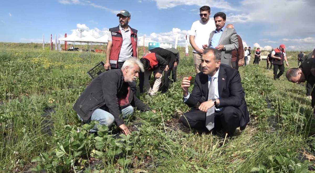 Yüzde 75 hibeyle Ağrı’da çilek bahçeleri kuruluyor