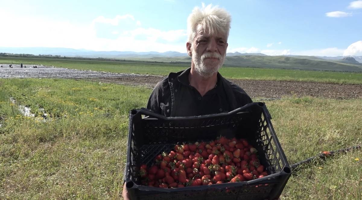Yüzde 75 hibeyle Ağrı’da çilek bahçeleri kuruluyor