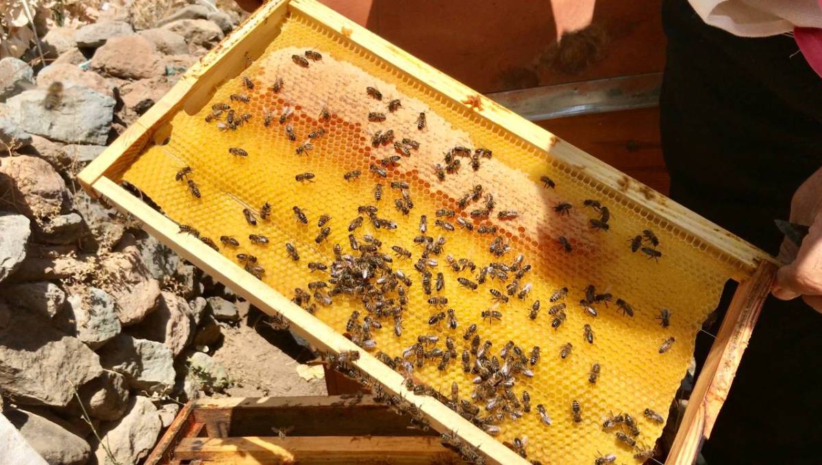 Ağrı yaylaları göçer arıcılarla yeniden şenlendi