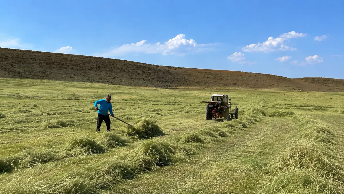 Ağrı’da Temmuz sıcağına rağmen ot biçme mesaisi başladı
