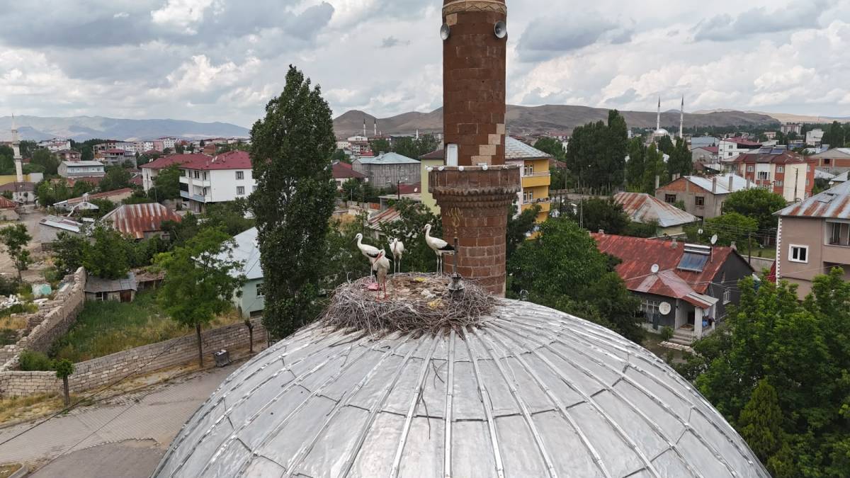 Patnos'ta leylekler yuvalarına temmuzda döndü