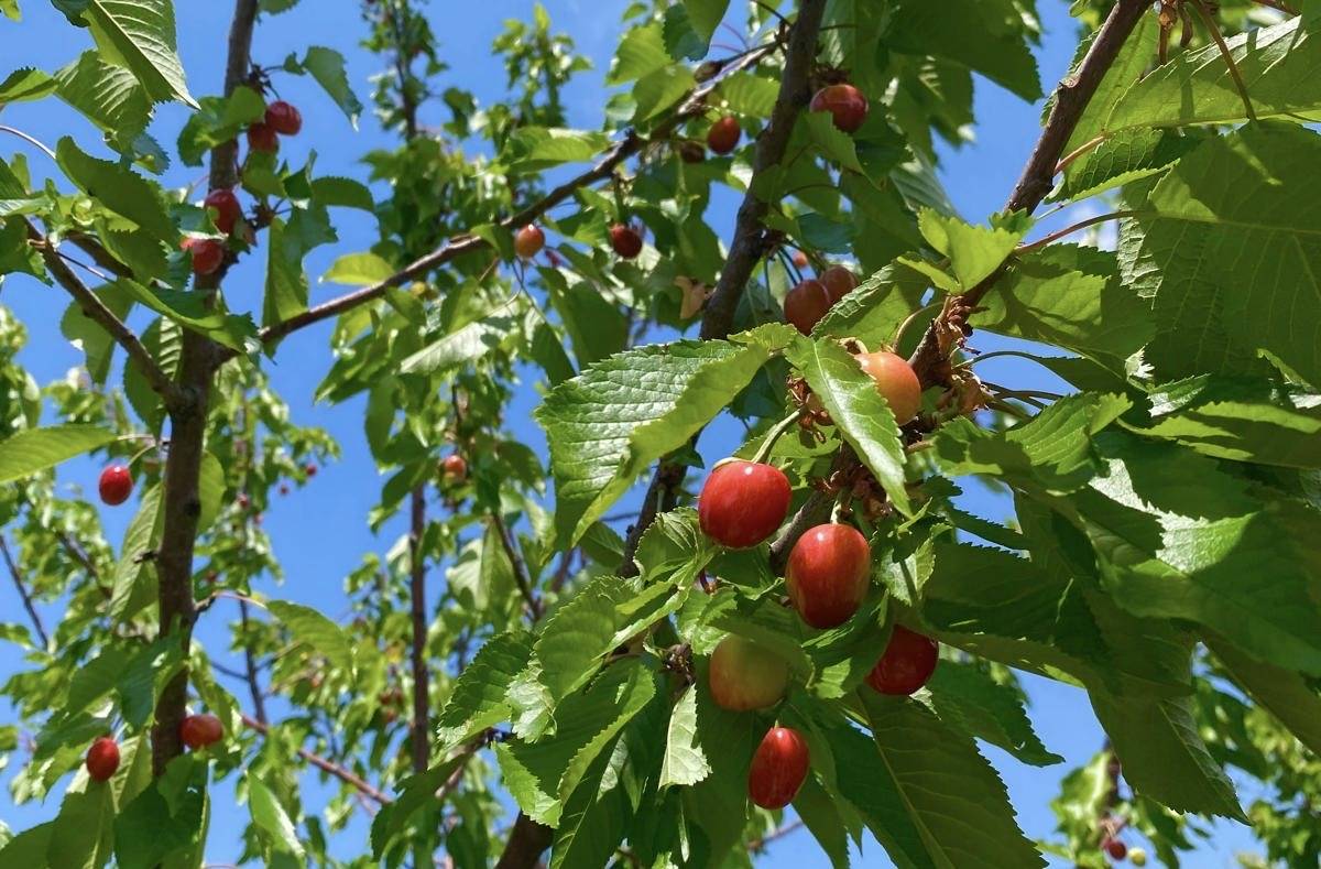Ağrı Dağı eteğinde kiraz bereketi
